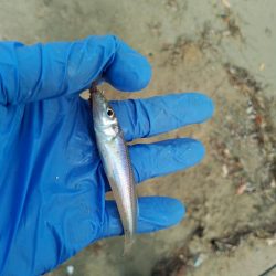 キス釣り