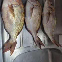 真鯛