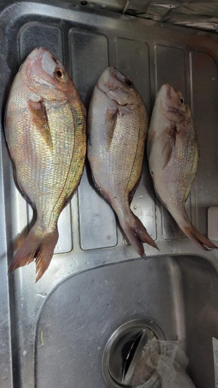真鯛