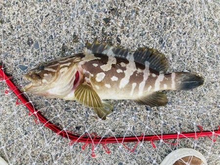 紀州釣りでクエ
