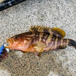 アコウ