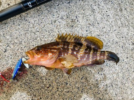 アコウ