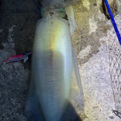 エギング　良型釣れた