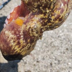 タコは気紛れ