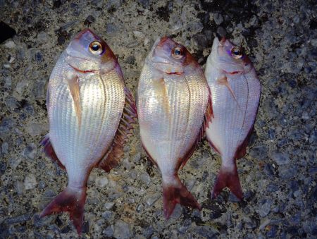 他魚種釣り