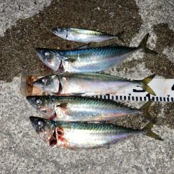 今季初！大きめサバ4本