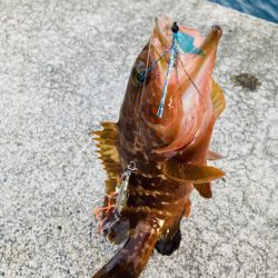 アコウ