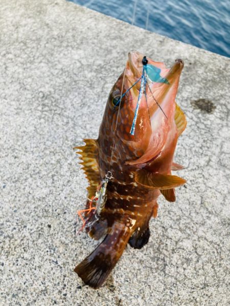 アコウ
