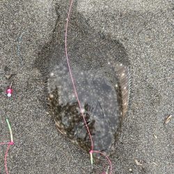 カレイの巣