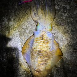 エギング　渋くても釣果あり