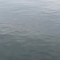 エギング　良型釣れた