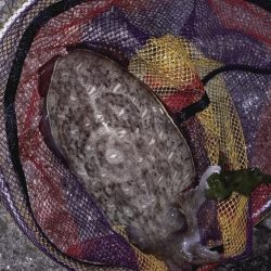 アオリは不在2。