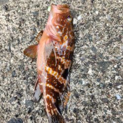 エギングロッド　RIZAS 832M シーバス　太刀魚　ロックフィッシュ エギングロッド RIZAS 832M シーバス 太刀魚 ロックフィッシュの