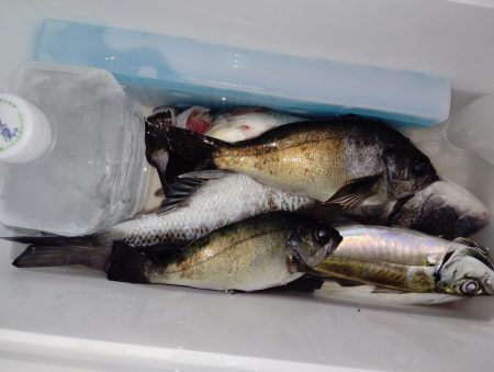 他魚種釣り