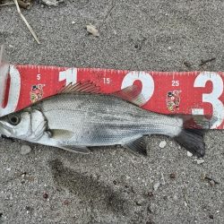 ヒラセイゴ釣れました!
