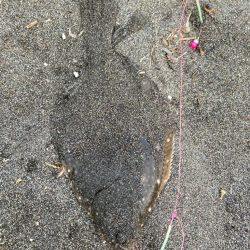 カレイの巣