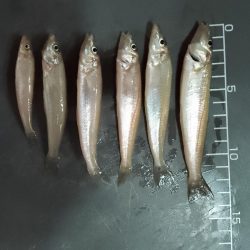 キス釣り