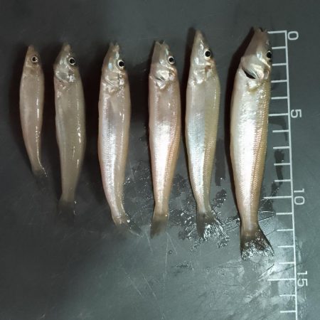 キス釣り