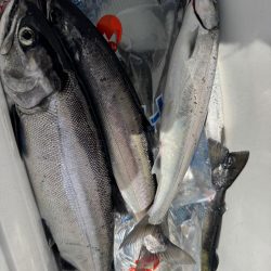 琵琶湖の宝石ビワマス