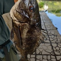 チヌ釣り