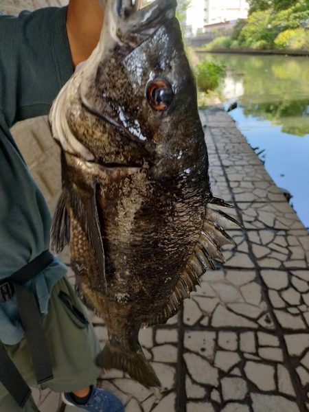 チヌ釣り