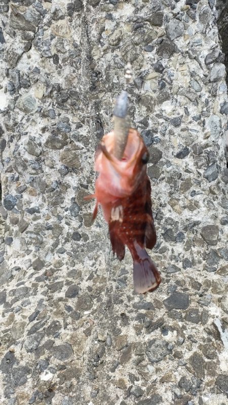 カマス