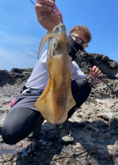 夏イカ
