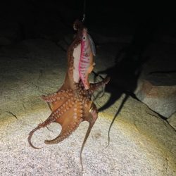 タコ