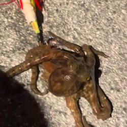 ちびたこ