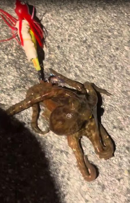 ちびたこ