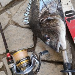 チヌ釣り