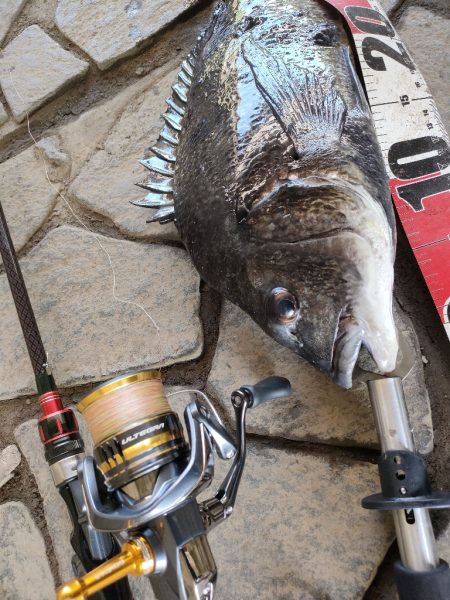 チヌ釣り