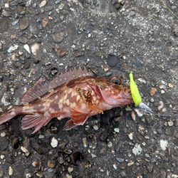 高水温