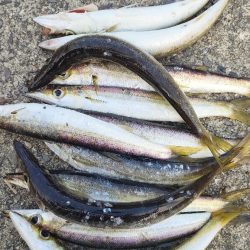 カマス