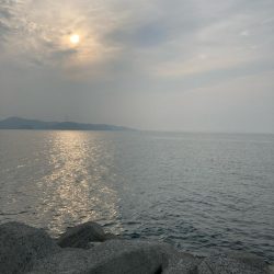 今期初タコ