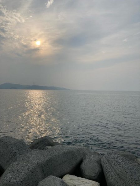 今期初タコ