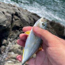 夏イカ
