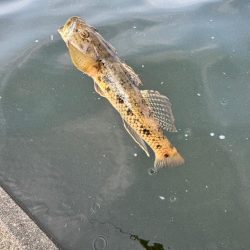 テナガエビ