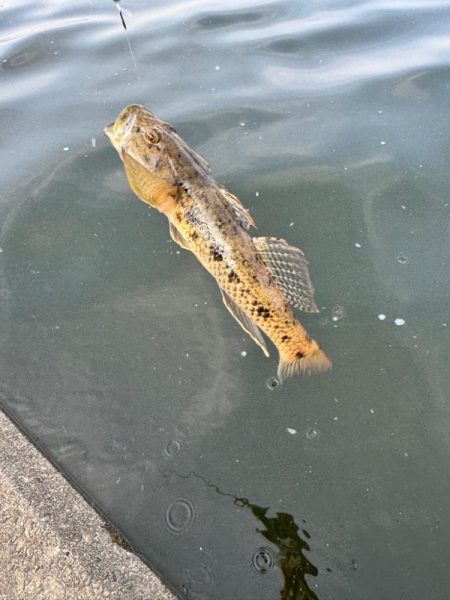 テナガエビ