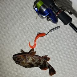 ボートアコウ