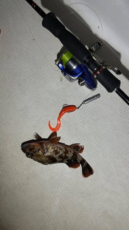 ボートアコウ