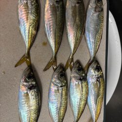 アジング