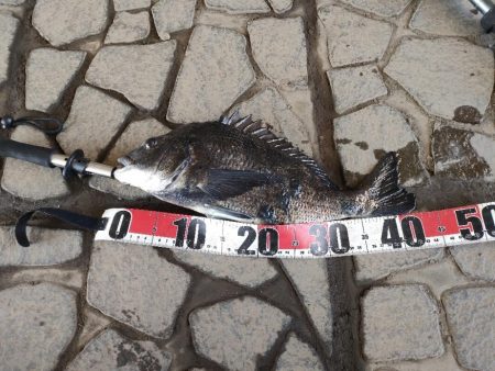 チヌ釣り