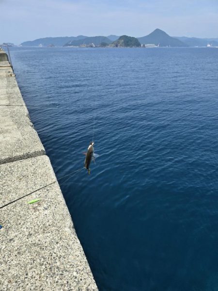 小浦一文字で小物六目釣り…