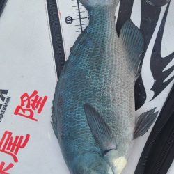 和歌山市江（吉丸渡船）で磯釣り