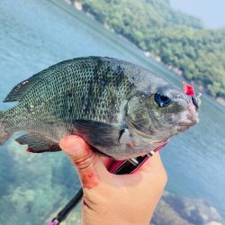 本日も二刀流