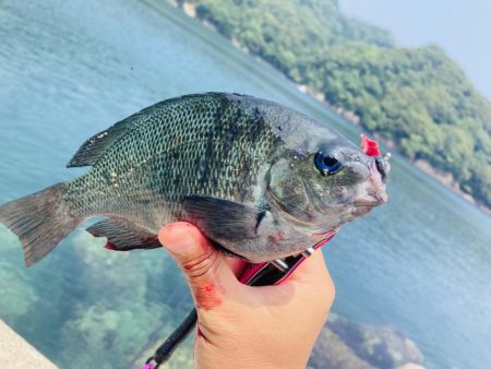 本日も二刀流