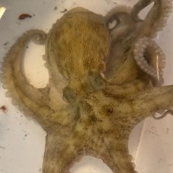 タコ