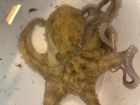 タコ
