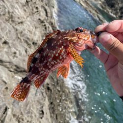 夏イカ